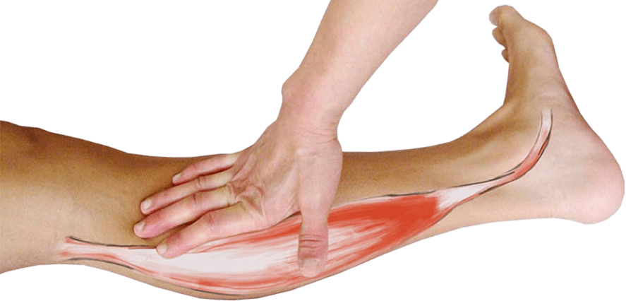 De achterste scheenbeenspier (tibialis posterior)